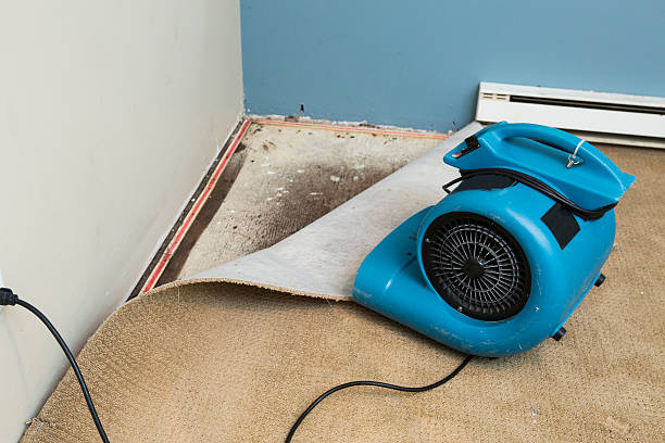 Best Mold removal after water damage  in Van, TX